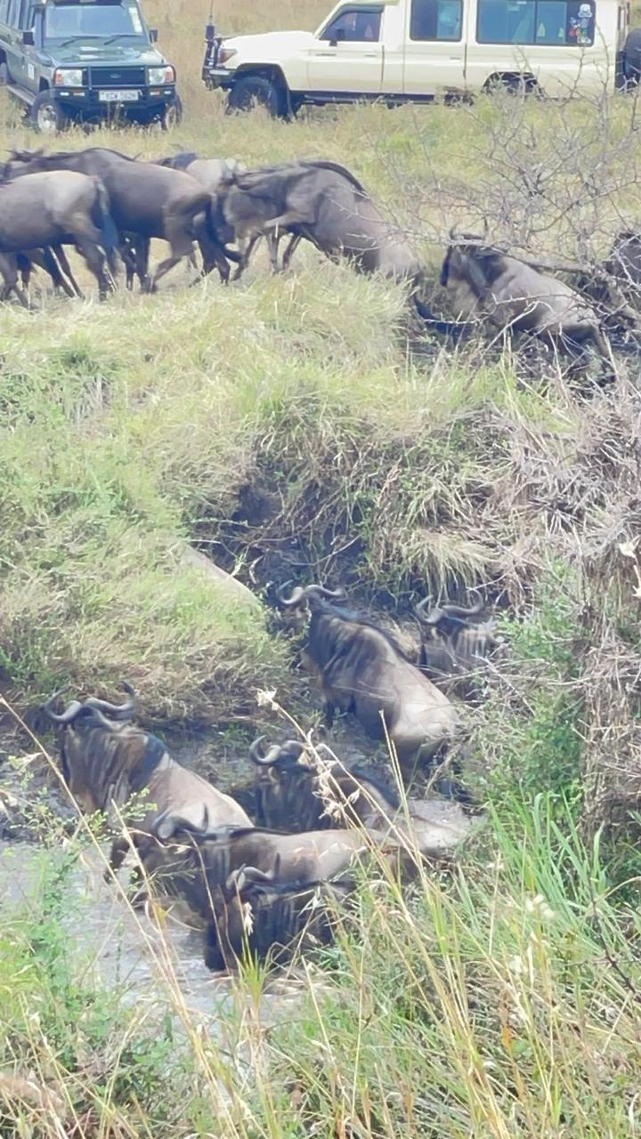 Wildebeest descending a riverbank during the Great Migration