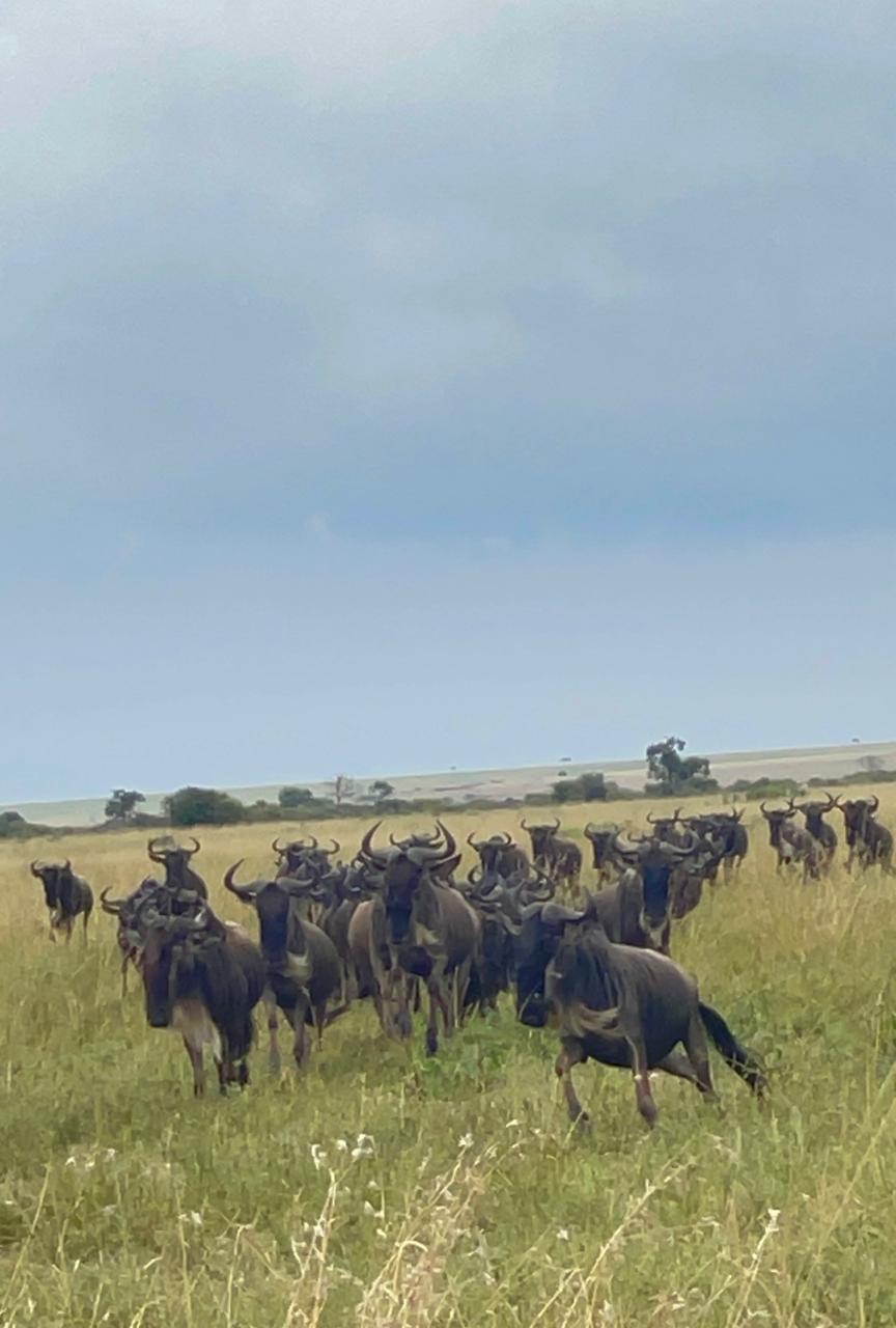 Wildebeest moving across the open Masai Mara plains